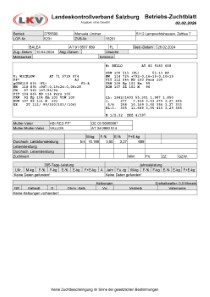 tr�chtige Fleckvieh Kalbin zu verkaufen, beweidet und ruhig